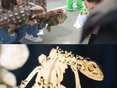 -中国西峡恐龙遗迹园