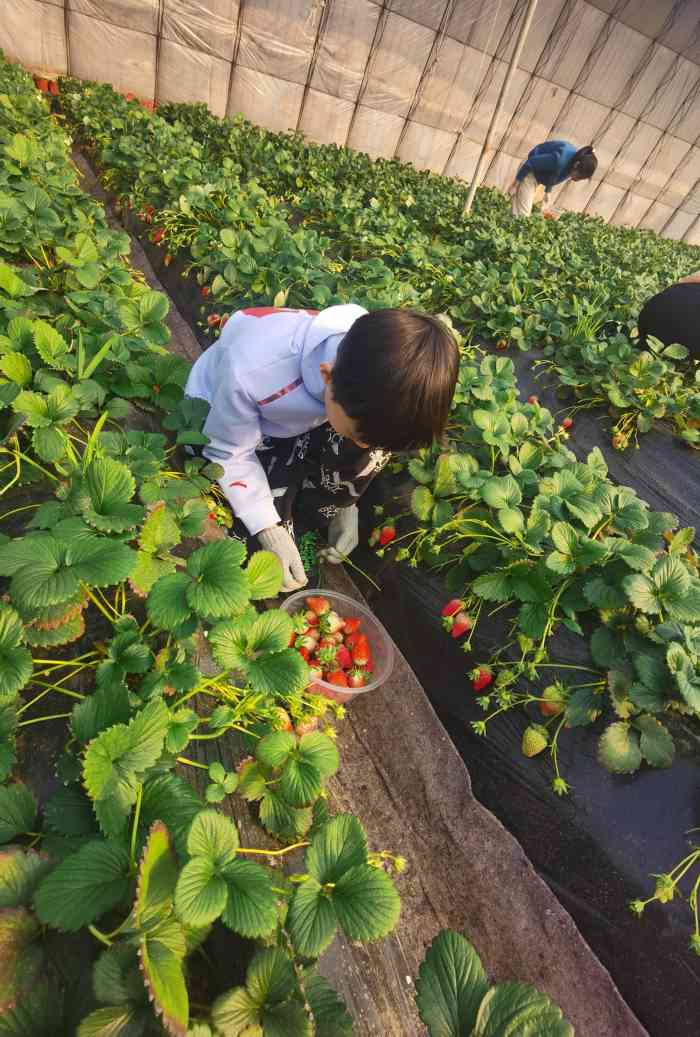 森林有机草莓采摘农场-"啦啦啦啦 . 又来摘草莓了91.