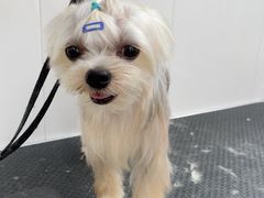 -北京恒爱动物医院(清景园分院)