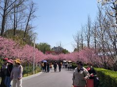 -大宁郁金香公园-停车场