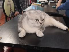 -猫小院猫主题咖啡厅(北锣店)