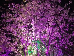 -拈花湾景区-五灯湖