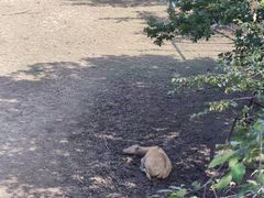 -北京麋鹿生态实验中心