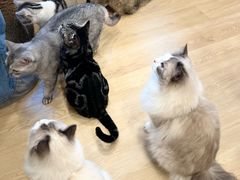 -有喵·猫咖·狗咖·30几只猫10只小狗(岗厦店)