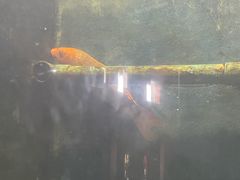 -北戴河圣蓝海洋公园