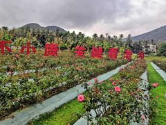 -亚龙湾国际玫瑰谷