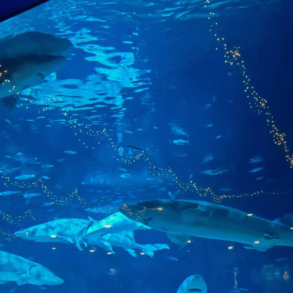 n如果你也喜欢海洋生物,强烈推荐来这