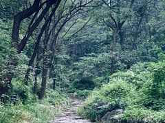 -阳台山自然风景区