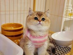 -喵zoo家庭繁育猫舍(尖东智能花园店)