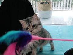 -纳吉亚猫专科动物医院·北北分院