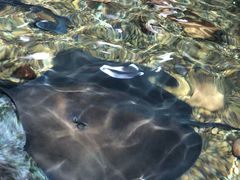 -暹罗海洋世界