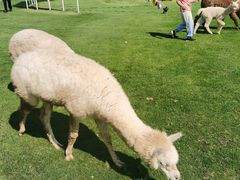 -太阳岛度假酒店