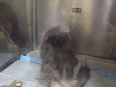 -达爱动物医院·犬猫分区·CT·复杂眼科(远洋山水分院)