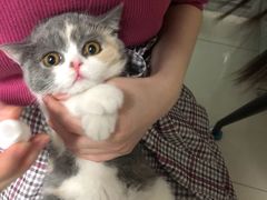 -喵zoo家庭繁育猫舍(尖东智能花园店)