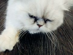 -吉丁鸟咖·异宠·寄养