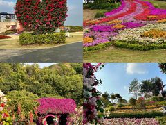 -东莞植物园