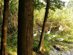 -溱湖国家湿地公园