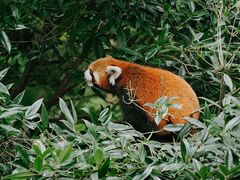 -都江堰中华大熊猫苑