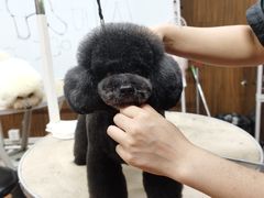 -鑫艺宠物美容培训学校