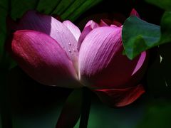 -陈家山荷花公园