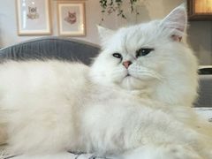 -吉丁鸟咖·异宠·寄养