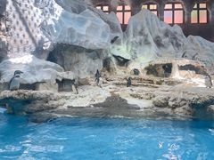 -帝企鹅自助餐厅•儿童岛•真企鹅(长隆企鹅酒店)