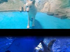 -泉城欧乐堡海洋极地世界