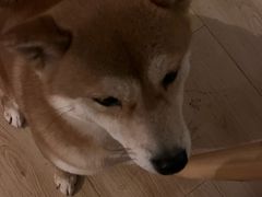 -柴の食堂·日式家庭料理·熊之肆(大学路店)
