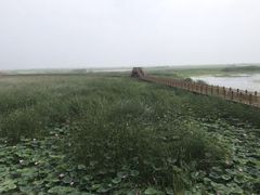 -白洋淀景区
