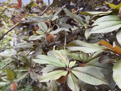 -金鸡湖桃花岛