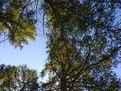 -塞罕坝国家级自然保护区