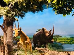 -国家自然博物馆