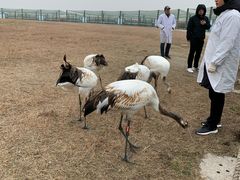 -盐城丹顶鹤湿地生态旅游区