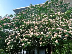 -西湖文化广场