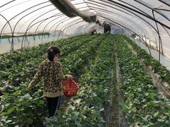 -喜杨洋草莓采摘园