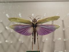 -国家自然博物馆