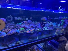 -1013 PET SHOP精品宠物商店(丁香店)