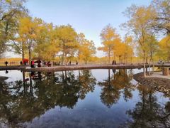 -金塔沙漠胡杨林景区