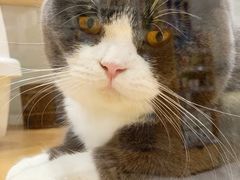 -momokira米努特·德文卷毛猫·棉花面纱犬