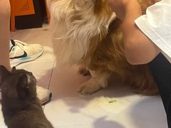 -我爱猫咪·猫咖·狗咖·安哥拉兔·羊驼咖(小寨华旗店)