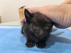 -艾贝尔宠物医院·24H转诊中心·肿瘤猫专科(江宁双龙店)