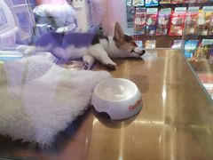 -FAELING PETS美天灵宠物(富力广场店)