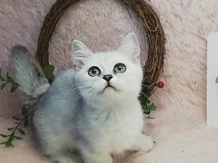 -十年猫舍·猫咪专门店(普陀店)