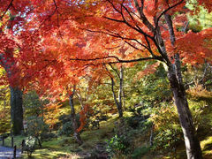 -常寂光寺