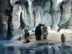 -帝企鹅自助餐厅•儿童岛•真企鹅(长隆企鹅酒店)