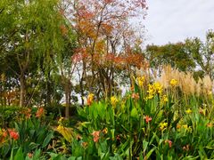 -上海长兴岛郊野公园