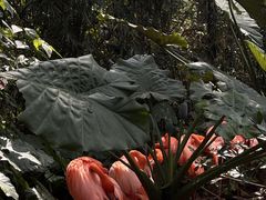 -海南热带野生动植物园