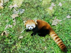-都江堰中华大熊猫苑