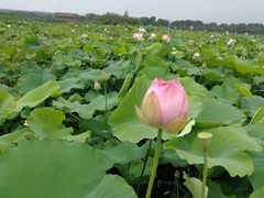 -荷塘月色湿地公园·向阳花洲