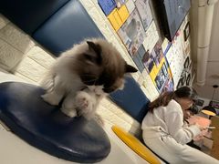 -平行世界·猫咖(首经贸店)